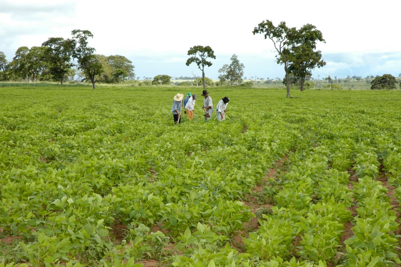 garden pure organic field