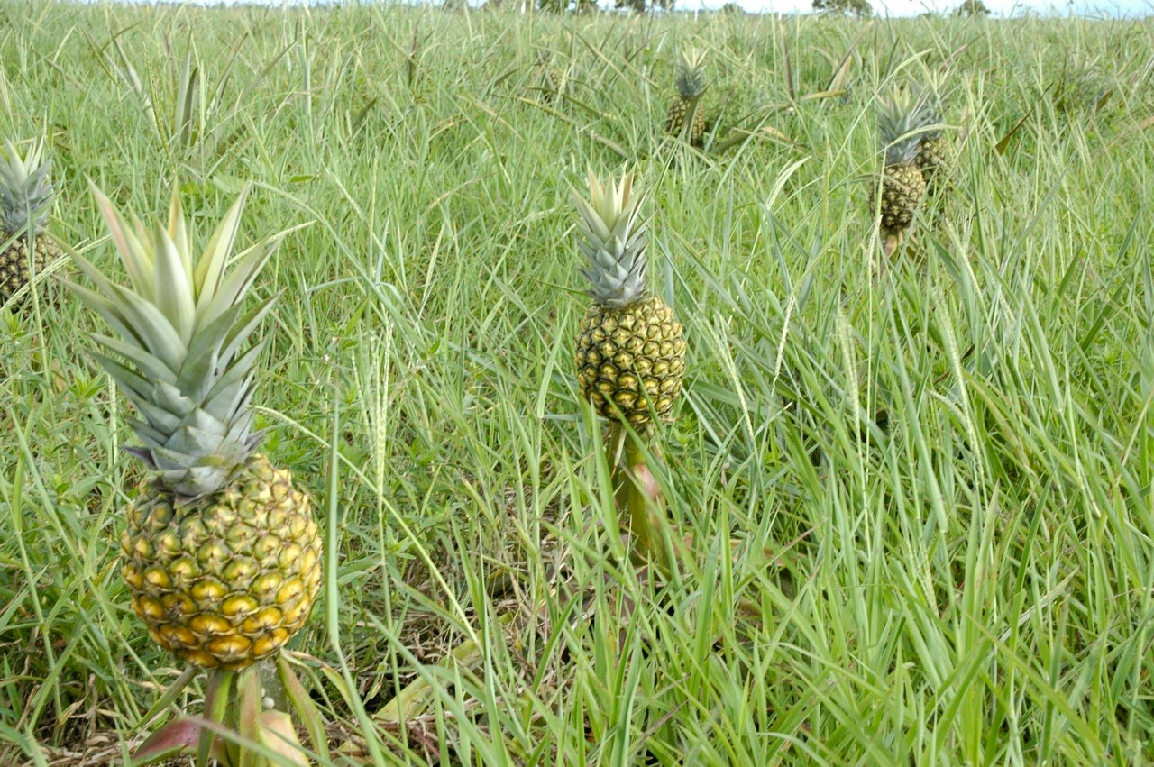 garden pure organic pineapple